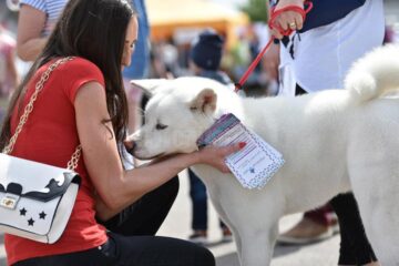Bucovina Dog Show 2017, un succes ce aduce la Suceava o nouă competiție internațională CACIB