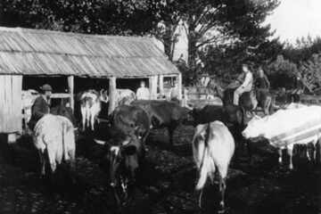 „Sectorul zootehnic”