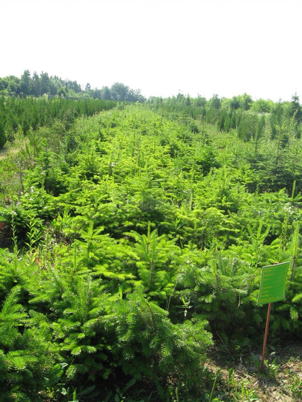 Nouă milioane de puieți de arbori sunt produși anual în pepinierele proprii ale Direcției Silvice Suceava