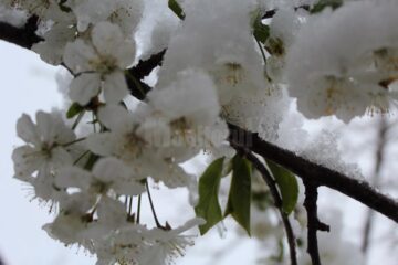 Peste o sută de hectare de livezi din zona Fălticeni au fost afectate de bruma din mai și zăpada din aprilie