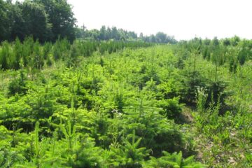 Nouă milioane de puieți de arbori sunt produși anual în pepinierele proprii ale Direcției Silvice Suceava