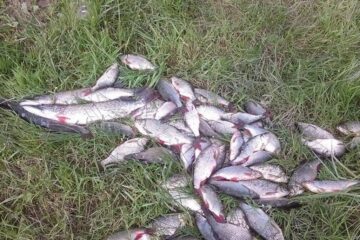 Pește prins de braconieri