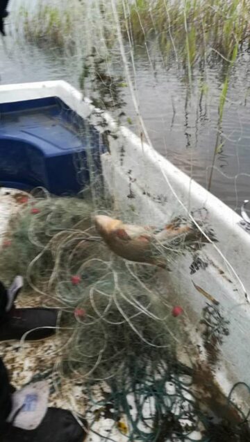 Jandarmii suceveni le-au pus gând rău braconierilor piscicoli