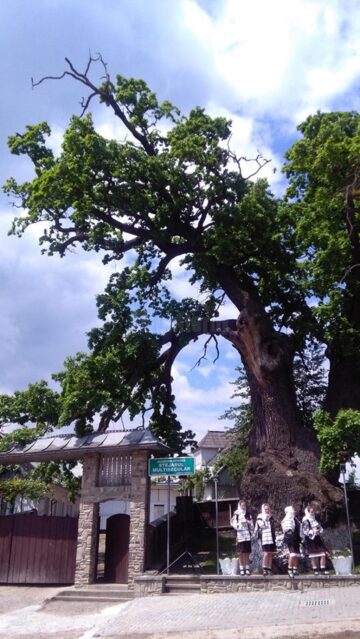 Simpozionul Internațional „Arborii Ocrotiți – simbol al vitalității, diversității și frumuseții”