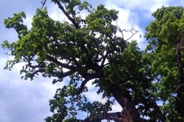 Simpozionul Internațional „Arborii Ocrotiți – simbol al vitalității, diversității și frumuseții”