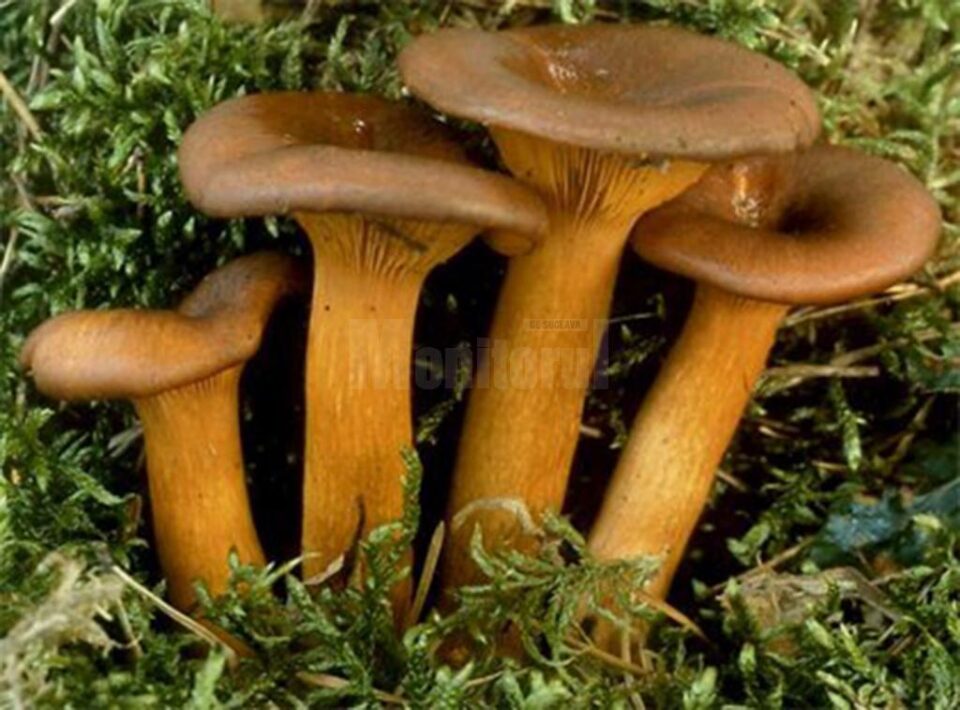 „Otrăvire prin ciuperci”