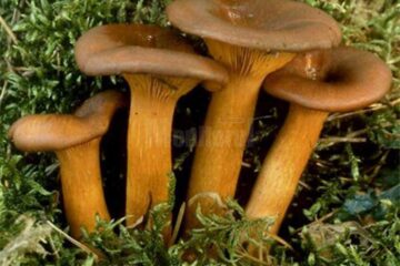 „Otrăvire prin ciuperci”