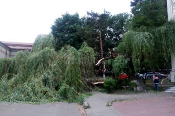 Salcia uriașă de lângă fostul Restaurant Național s-a prăbușit