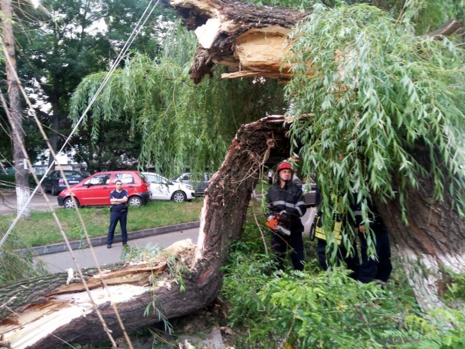 Salcia uriașă de lângă fostul Restaurant Național s-a prăbușit