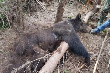 Ursoaica cu trei pui, gasita moarta in padure