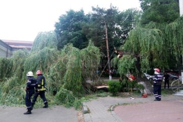 Bătrâna salcie de lângă fostul Restaurant Național, căzută la pământ