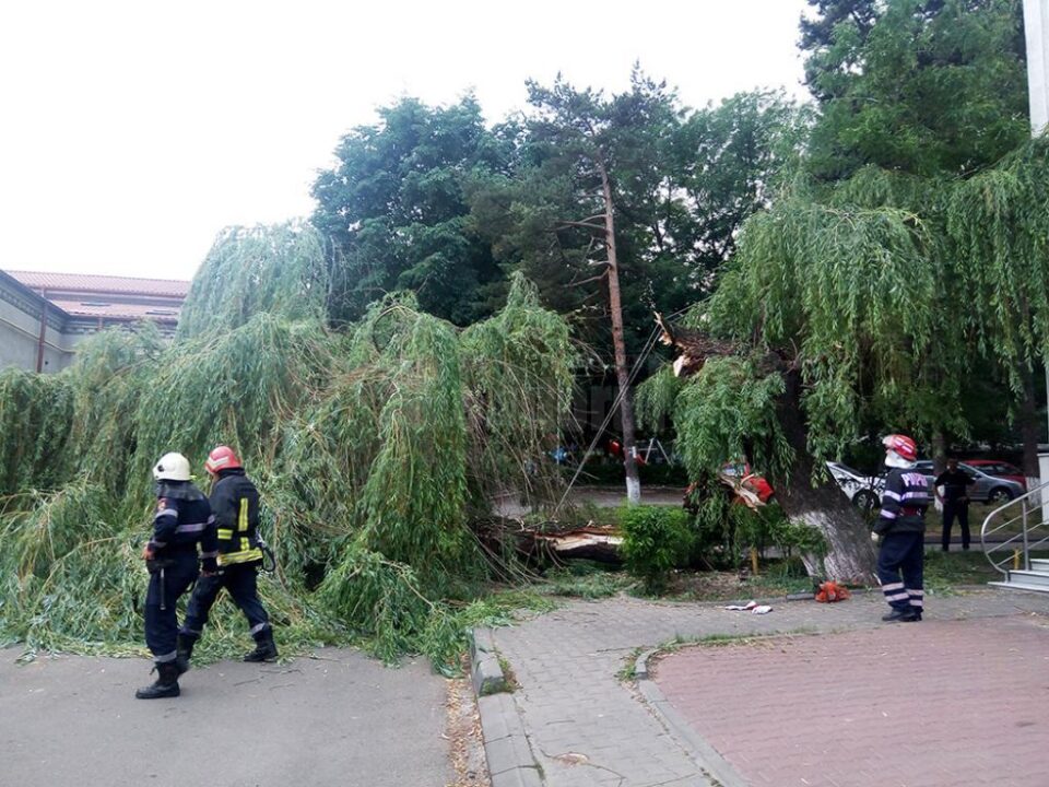 Bătrâna salcie de lângă fostul Restaurant Național, căzută la pământ