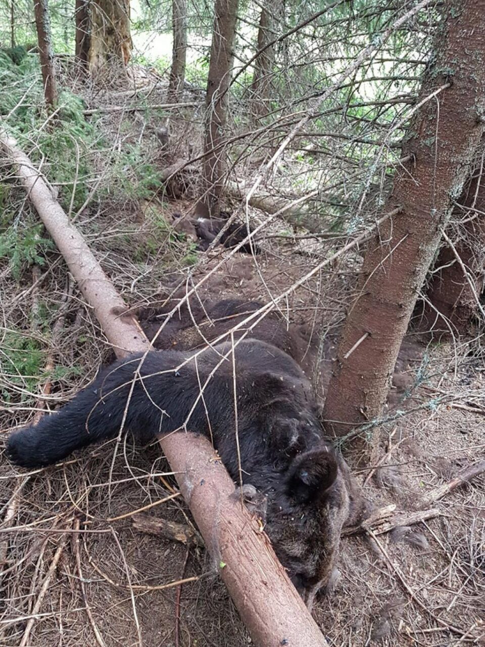 Ursi morți. Foto: Garda Forestiera Suceava