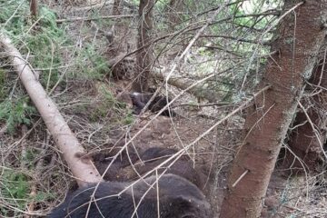 Ursi morți. Foto: Garda Forestiera Suceava