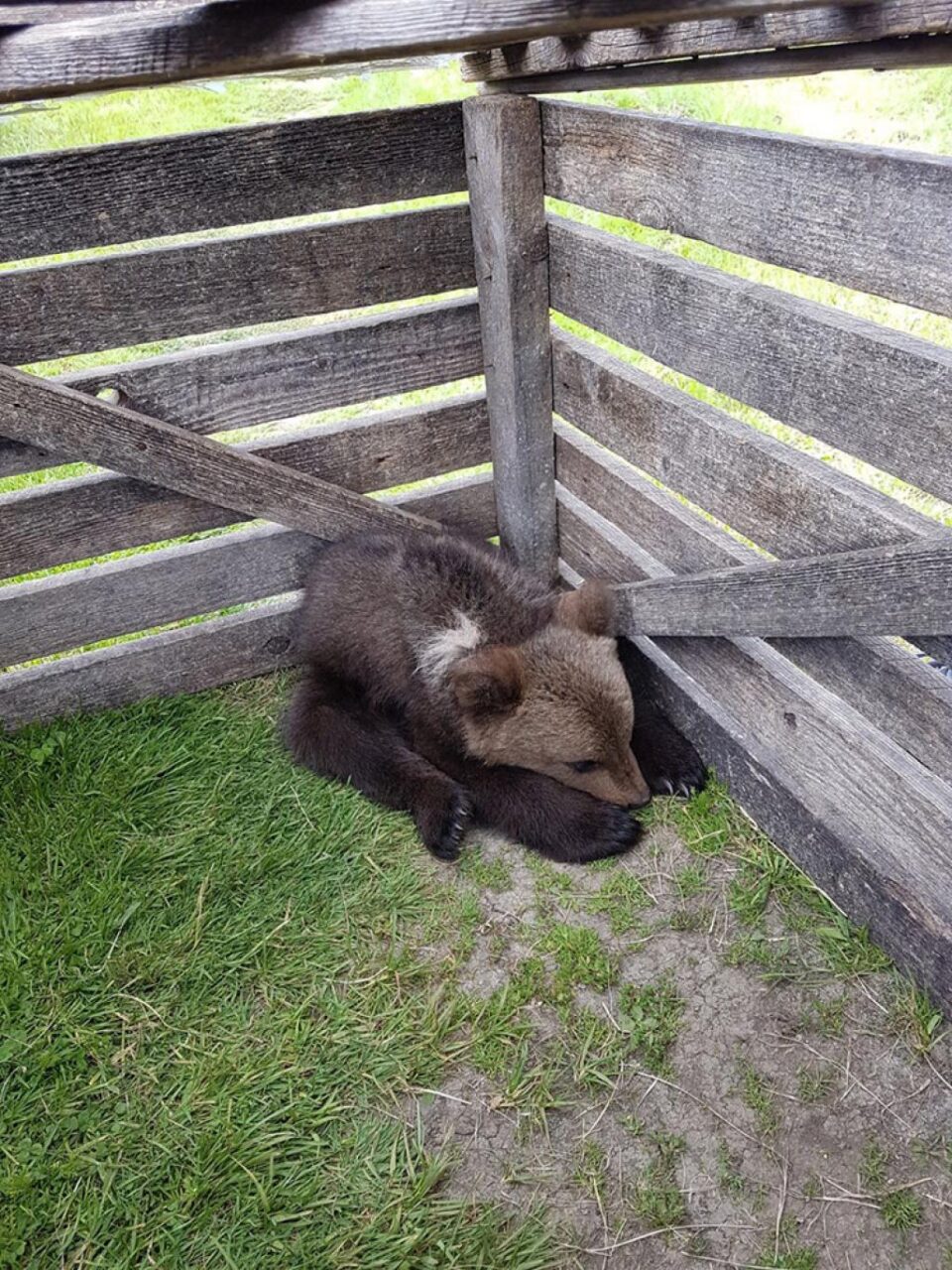 Puiul de urs rămas fără mamă va fi îngrijit de silvicultori. Foto: Garda Forestiera Suceava