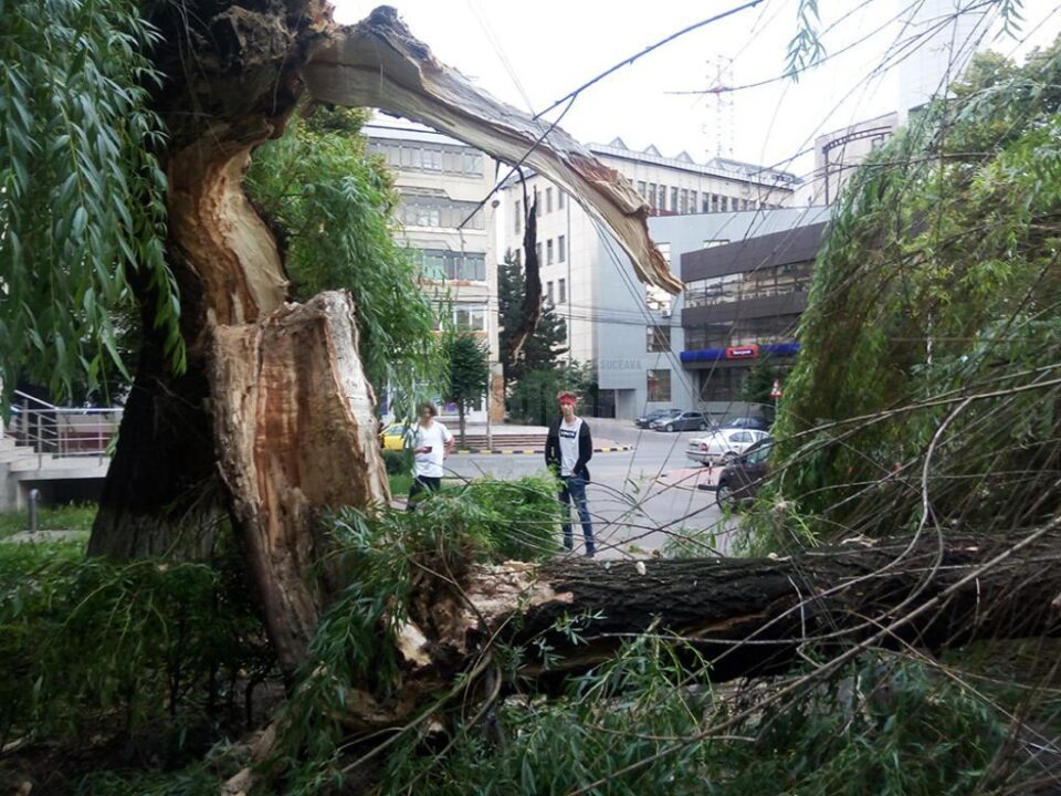 Salcia uriașă de lângă fostul Restaurant Național s-a prăbușit