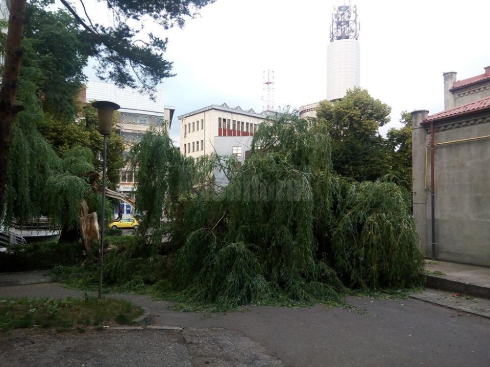 Salcia uriașă de lângă fostul Restaurant Național s-a prăbușit