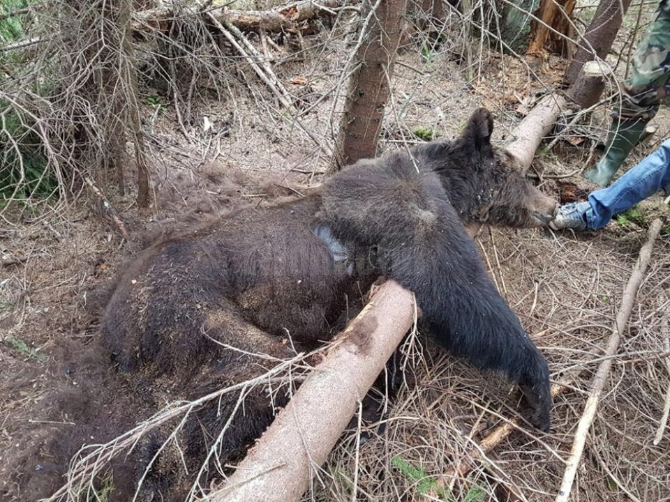 Moarte suspectă a unei ursoaice și a doi dintre puii săi, pe un fond cinegetic din zona Dorna