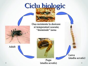 Ciclul biologic al tantarului tigru asiatic, sursa Sursa Societatea Română de Microbiologie