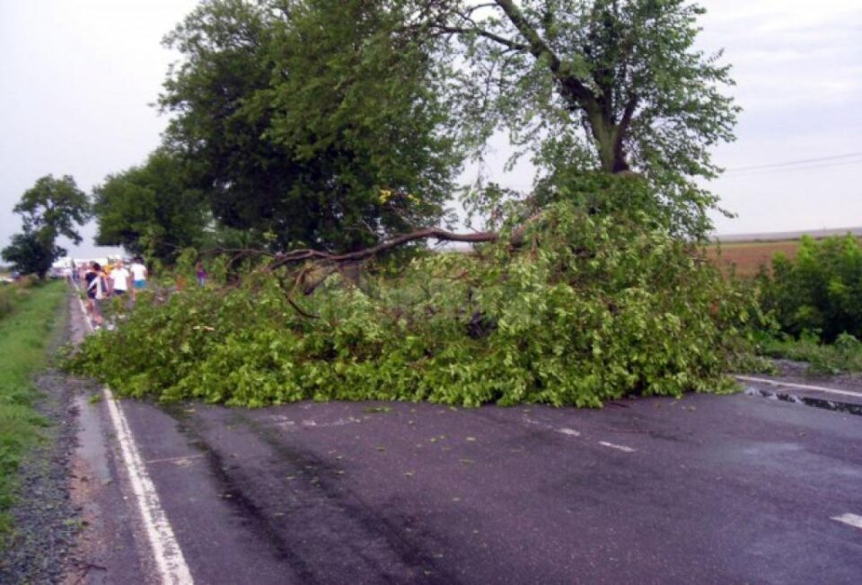 Copac căzut Foto: novatv.ro