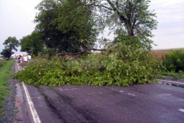 Copac căzut Foto: novatv.ro