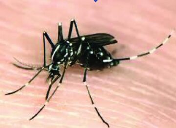 Tânțarul tigru asiatic Sursa foto: Societatea Romana de Microbiologie