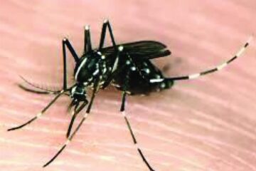 Tânțarul tigru asiatic Sursa foto: Societatea Romana de Microbiologie