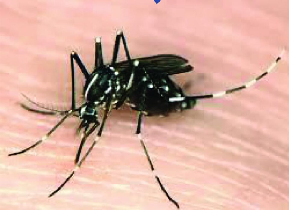 Tânțarul tigru asiatic Sursa foto: Societatea Romana de Microbiologie