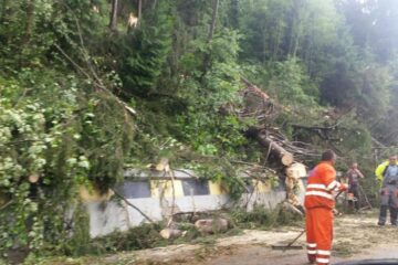 Copacii căzuți pe DN 17 în zona Argestru au blocat circulația între Vatra Dornei și Iacobeni Copacii căzuți pe DN 17 în zona Argestru au blocat circulația între Vatra Dornei și Iacobeni