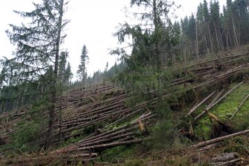 Arbori puși la pământ de urgia naturii