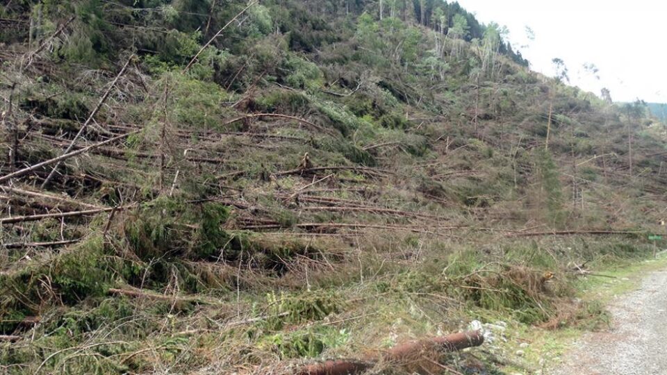 Arbori puși la pământ de urgia naturii