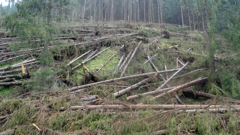 Arbori puși la pământ de urgia naturii