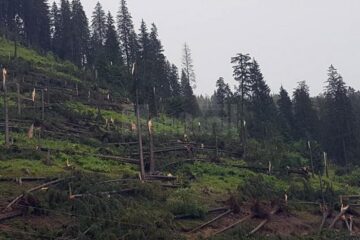Furtuna a prăvălit la pământ mulți arbori de molid din apropierea comunei Pojorâta