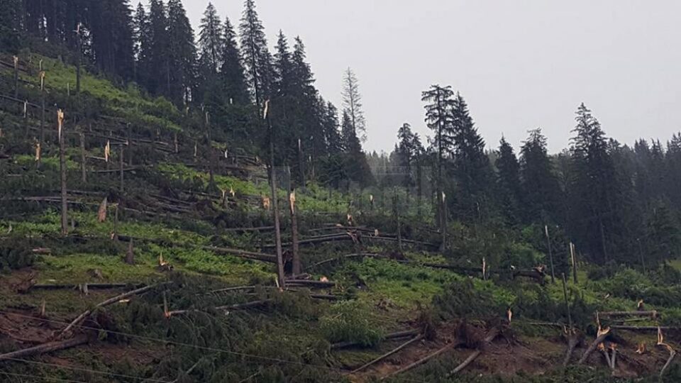 Furtuna a prăvălit la pământ mulți arbori de molid din apropierea comunei Pojorâta