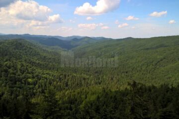 Acțiunile vor fi înaintate de Direcția Silvică Suceava și au ca obiect anularea titlurilor de proprietate prin care parohiile din județul Suceava au primit câte 30 de hectare de pădure