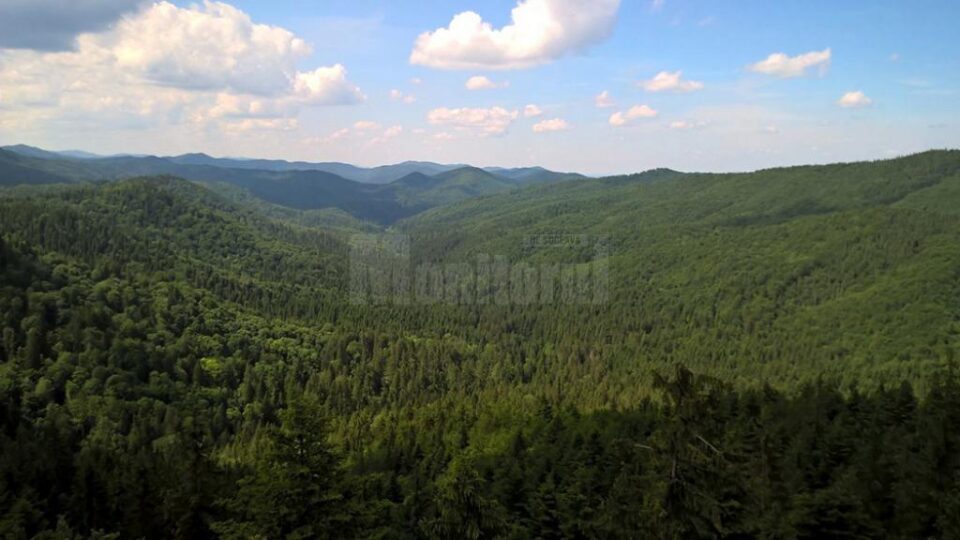 Acțiunile vor fi înaintate de Direcția Silvică Suceava și au ca obiect anularea titlurilor de proprietate prin care parohiile din județul Suceava au primit câte 30 de hectare de pădure