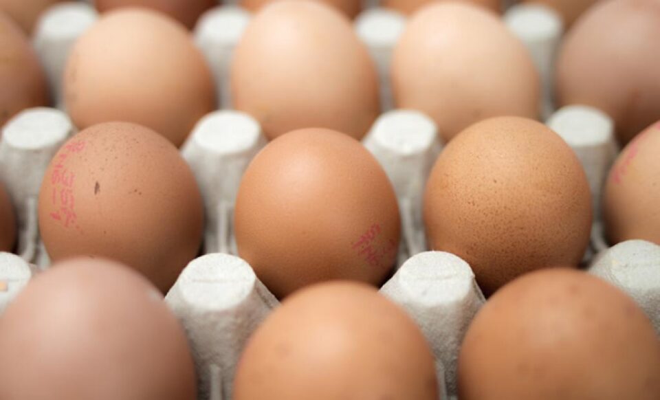 Toxinfecție alimentară de la ouă cu Salmonella