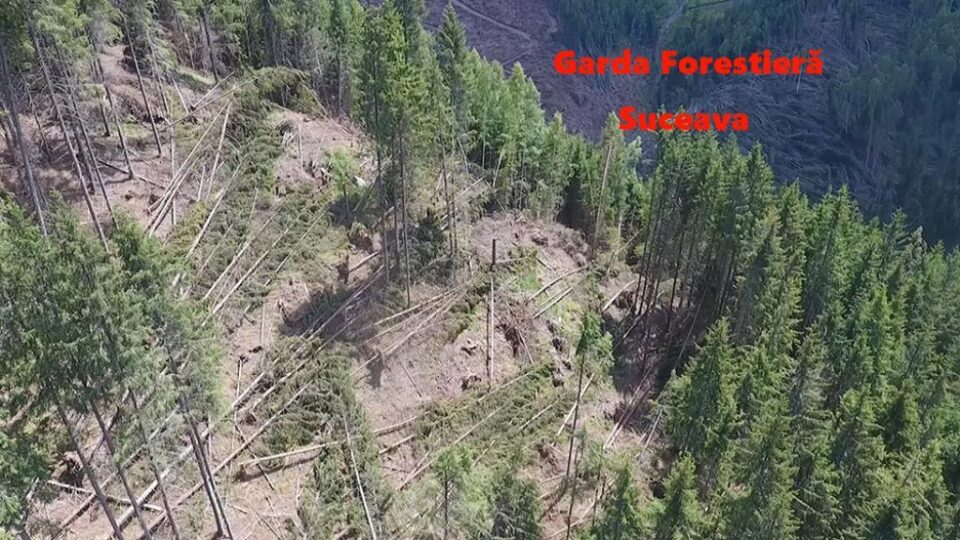 Copacii de pe suprafețe vaste de pădure au fost culcați la pământ de rafalele de vânt