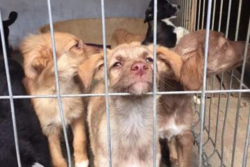 Colectă pentru adăpostul de câini al asociației Casa lui Patrocle