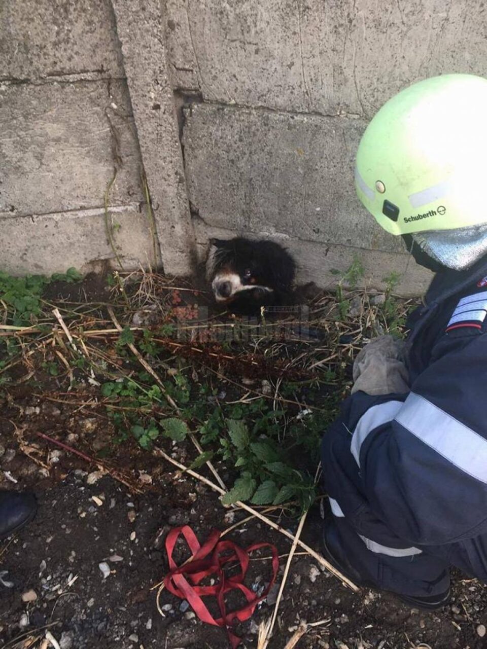 Câine cu capul blocat într-un gard de beton, salvat de pompieri