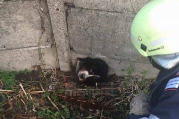 Câine cu capul blocat într-un gard de beton, salvat de pompieri