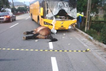 Accidentul s-a petrecut la finele lunii august a anului 2015, pe DN 17