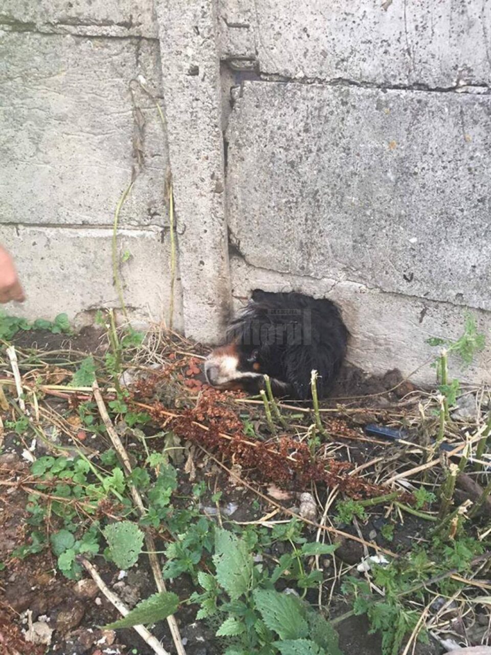 Câine cu capul prins într-o placă de beton, salvat de pompieri