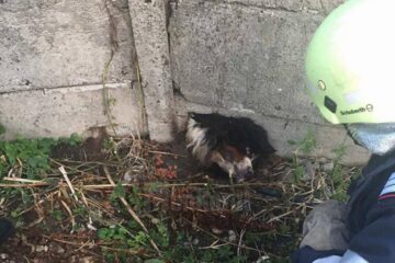 Câinele rămăsese blocat în placa din beton a unui gard