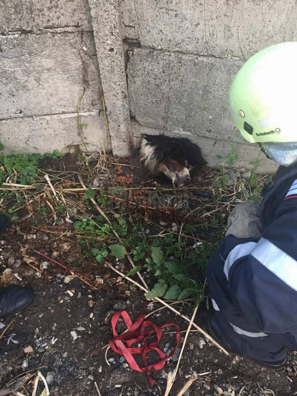 Câinele rămăsese blocat în placa din beton a unui gard