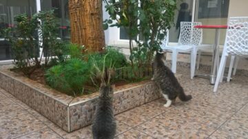 La pas prin Casablanca