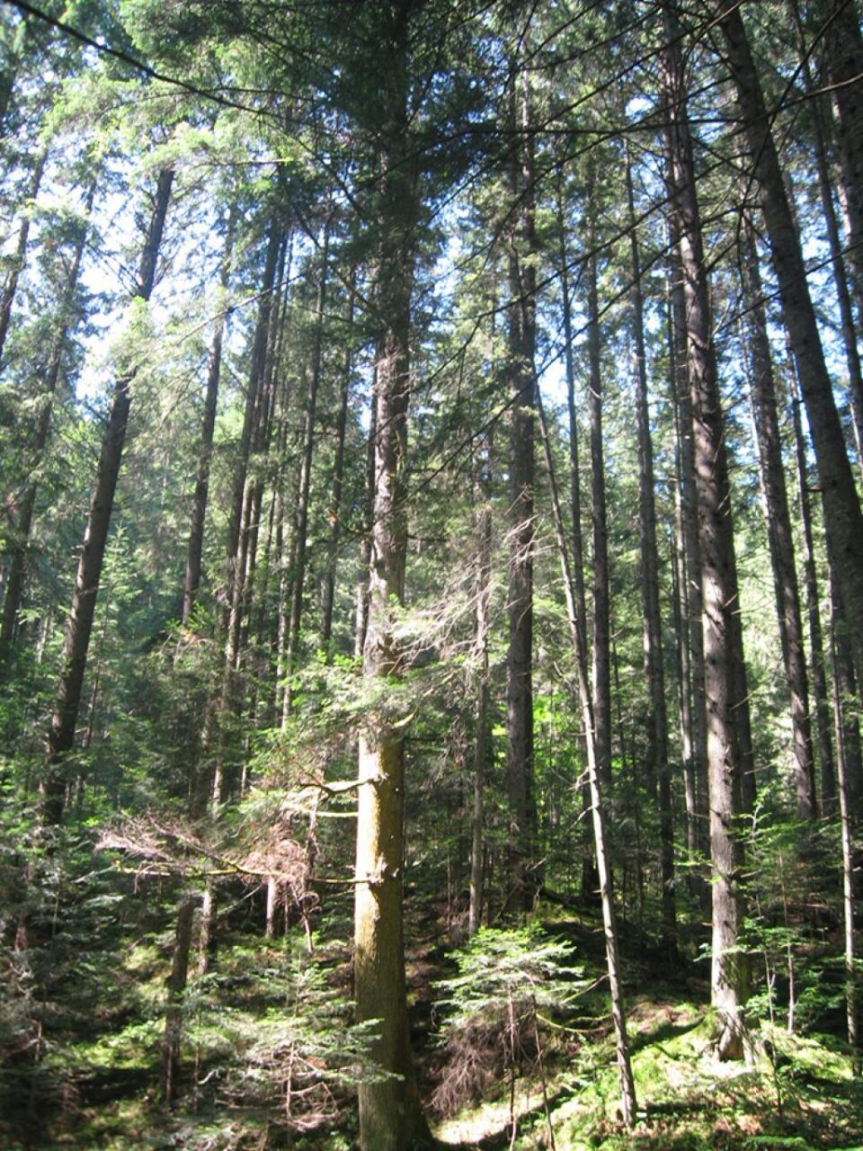 În codrii Seculari de la Slătioara, trunchiurile arborilor se ridică la înălțimi de peste 60 de metri