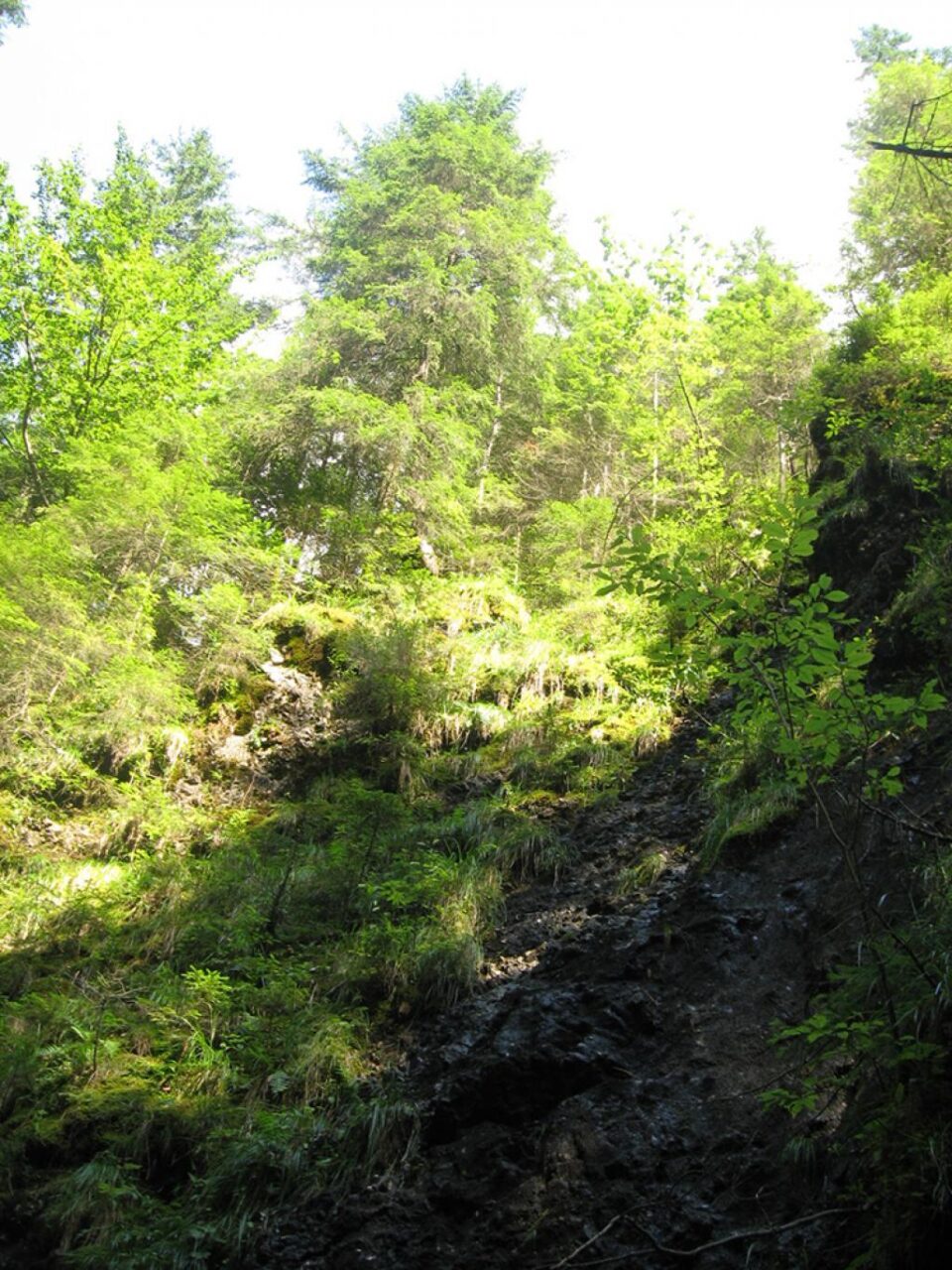Tisa, numit în popor arborele de fier