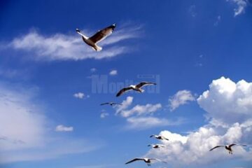 Tortura prin speranță