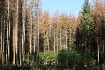 Păduri uscate de atacul gândacilor de scoarță Păduri uscate de atacul gândacilor de scoarță